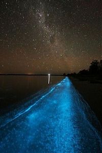 TopRq.com search results: Noctiluca scintillans, Gippsland Lakes, Vistoria, Australia