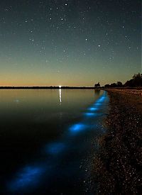 TopRq.com search results: Noctiluca scintillans, Gippsland Lakes, Vistoria, Australia