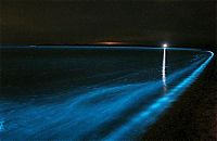 World & Travel: Noctiluca scintillans, Gippsland Lakes, Vistoria, Australia