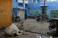 TopRq.com search results: Blue City, Jodhpur, Rajasthan, India