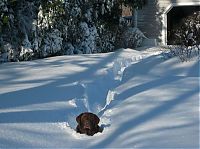 TopRq.com search results: 2011 Groundhog Day Blizzard, North America