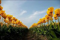 World & Travel: Tulip fields, Keukenhof, The Netherlands