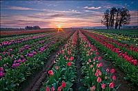 World & Travel: Tulip fields, Keukenhof, The Netherlands