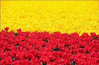 World & Travel: Tulip fields, Keukenhof, The Netherlands