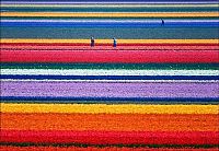 TopRq.com search results: Tulip fields, Keukenhof, The Netherlands