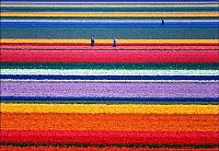 World & Travel: Tulip fields, Keukenhof, The Netherlands