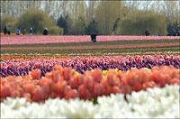 World & Travel: Tulip fields, Keukenhof, The Netherlands