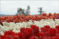 World & Travel: Tulip fields, Keukenhof, The Netherlands