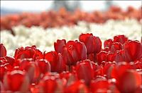 TopRq.com search results: Tulip fields, Keukenhof, The Netherlands