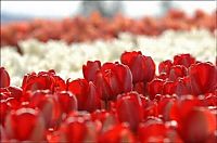 World & Travel: Tulip fields, Keukenhof, The Netherlands