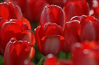 World & Travel: Tulip fields, Keukenhof, The Netherlands