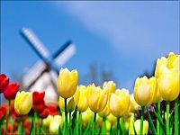 World & Travel: Tulip fields, Keukenhof, The Netherlands