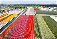 World & Travel: Tulip fields, Keukenhof, The Netherlands