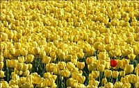 World & Travel: Tulip fields, Keukenhof, The Netherlands