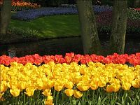 World & Travel: Tulip fields, Keukenhof, The Netherlands