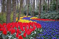 World & Travel: Tulip fields, Keukenhof, The Netherlands