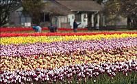 World & Travel: Tulip fields, Keukenhof, The Netherlands