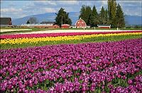 World & Travel: Tulip fields, Keukenhof, The Netherlands