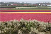 World & Travel: Tulip fields, Keukenhof, The Netherlands