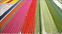 World & Travel: Tulip fields, Keukenhof, The Netherlands