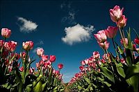 World & Travel: Tulip fields, Keukenhof, The Netherlands