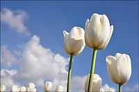 TopRq.com search results: Tulip fields, Keukenhof, The Netherlands