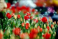 World & Travel: Tulip fields, Keukenhof, The Netherlands