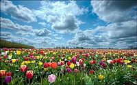 TopRq.com search results: Tulip fields, Keukenhof, The Netherlands