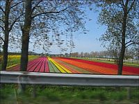 TopRq.com search results: Tulip fields, Keukenhof, The Netherlands