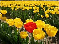 World & Travel: Tulip fields, Keukenhof, The Netherlands