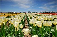 TopRq.com search results: Tulip fields, Keukenhof, The Netherlands