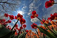 TopRq.com search results: Tulip fields, Keukenhof, The Netherlands