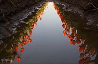 World & Travel: Tulip fields, Keukenhof, The Netherlands