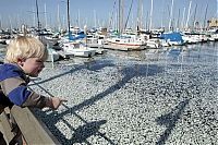 World & Travel: Millions of dead fish, King Harbor, Redondo Beach, California, United States