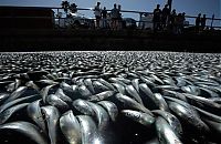 World & Travel: Millions of dead fish, King Harbor, Redondo Beach, California, United States