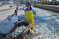 World & Travel: Millions of dead fish, King Harbor, Redondo Beach, California, United States