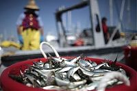 World & Travel: Millions of dead fish, King Harbor, Redondo Beach, California, United States