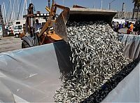 TopRq.com search results: Millions of dead fish, King Harbor, Redondo Beach, California, United States