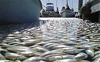 World & Travel: Millions of dead fish, King Harbor, Redondo Beach, California, United States