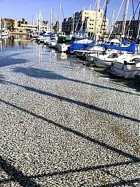 TopRq.com search results: Millions of dead fish, King Harbor, Redondo Beach, California, United States