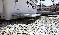 TopRq.com search results: Millions of dead fish, King Harbor, Redondo Beach, California, United States