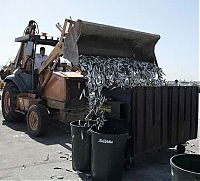 TopRq.com search results: Millions of dead fish, King Harbor, Redondo Beach, California, United States