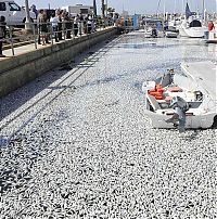 World & Travel: Millions of dead fish, King Harbor, Redondo Beach, California, United States