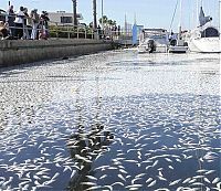 World & Travel: Millions of dead fish, King Harbor, Redondo Beach, California, United States