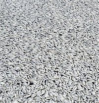 TopRq.com search results: Millions of dead fish, King Harbor, Redondo Beach, California, United States