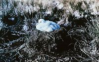 World & Travel: History: Antarctica in color by Frank Hurley, 1915