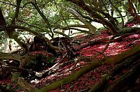 World & Travel: The Lost Gardens of Heligan, Mevagissey, United Kingdom