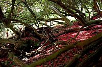 TopRq.com search results: The Lost Gardens of Heligan, Mevagissey, United Kingdom