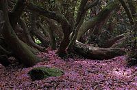 TopRq.com search results: The Lost Gardens of Heligan, Mevagissey, United Kingdom