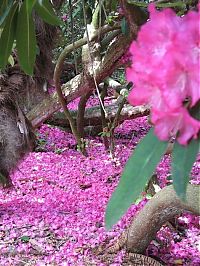 TopRq.com search results: The Lost Gardens of Heligan, Mevagissey, United Kingdom